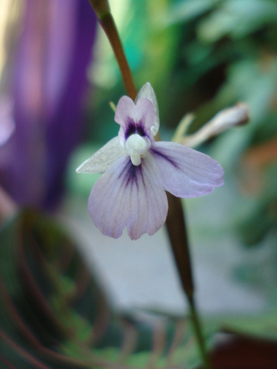 Maranta_Prayer Plant (2009, May 28) - FLOWERS and LEAVES