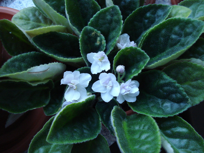 Double White African Violet (2009, Jul.28) - FLOWERS and LEAVES