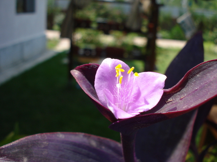 Tradescantia pallida (2009, July 30) - FLOWERS and LEAVES