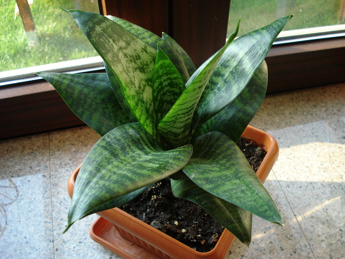 Sansevieria Hahnii (2009, August 04) - FLOWERS and LEAVES