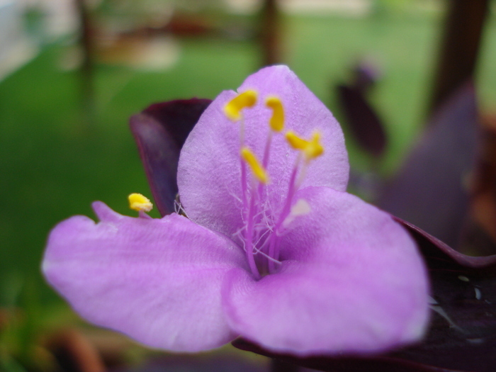 Tradescantia pallida (2009, Aug.07) - FLOWERS and LEAVES