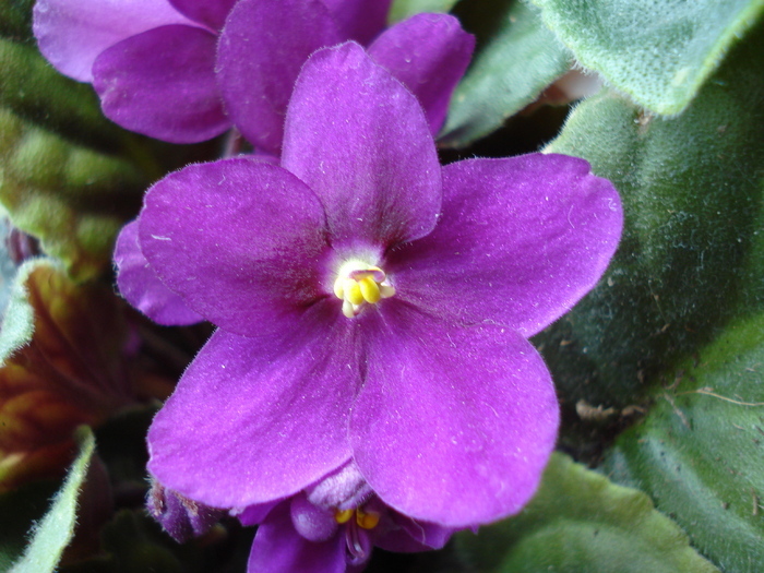 Violet Saintpaulia (2009, Sep.25) - FLOWERS and LEAVES