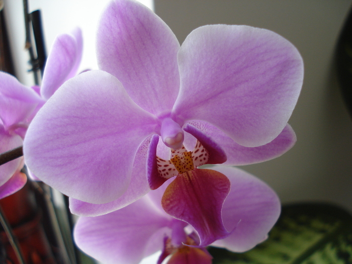 Phalaenopsis Pink Butterfly (2010, Feb.13) - FLOWERS and LEAVES