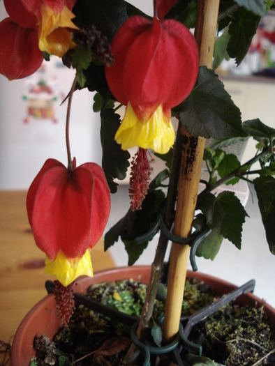 Abutilon megapotamicum (2010, Apr.23) - FLOWERS and LEAVES