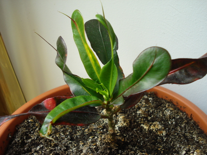 Codiaeum Curly Boy (2010, April 23) - FLOWERS and LEAVES