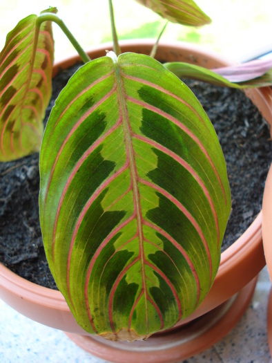 Maranta_Prayer Plant (2009, April 29)