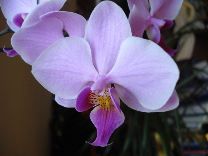 Phalaenopsis Pink Butterfly (2010, Apr.29) - FLOWERS and LEAVES