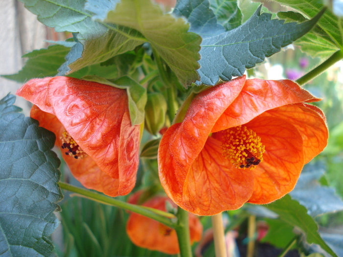 Abutilon Orange Marion (2010, May 01) - FLOWERS and LEAVES