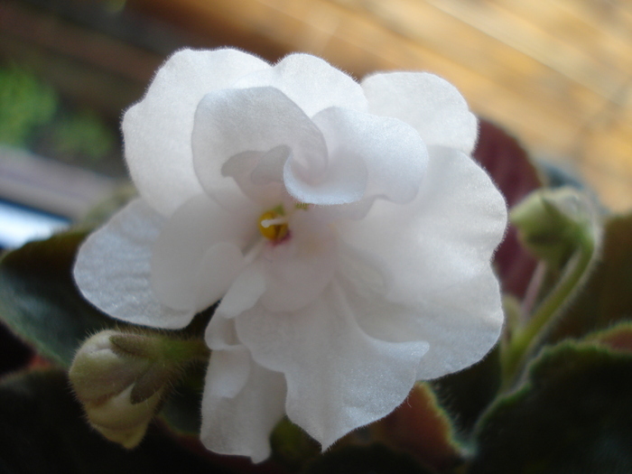 Double White African Violet (`10, May 10) - FLOWERS and LEAVES