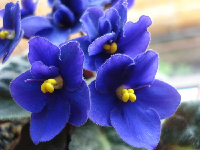 Blue African Violet (2010, May 10) - FLOWERS and LEAVES