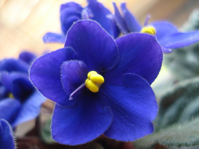 Blue African Violet (2010, May 10) - FLOWERS and LEAVES