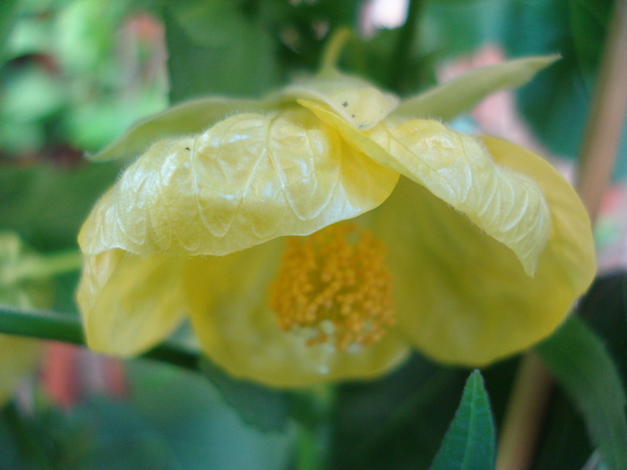 Abutilon Golden Julia (2010, May 11)