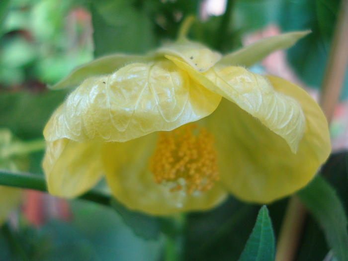 Abutilon Golden Julia (2010, May 11) - FLOWERS and LEAVES