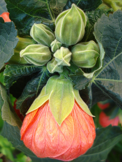 Abutilon Orange Marion (2010, May 11)