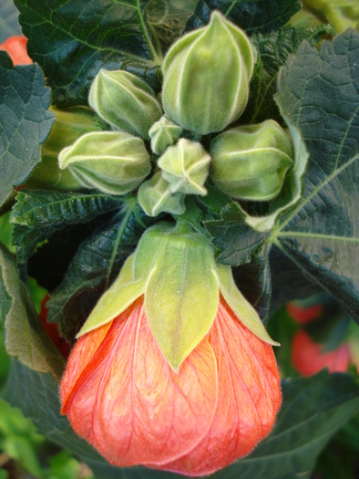 Abutilon Orange Marion (2010, May 11) - FLOWERS and LEAVES