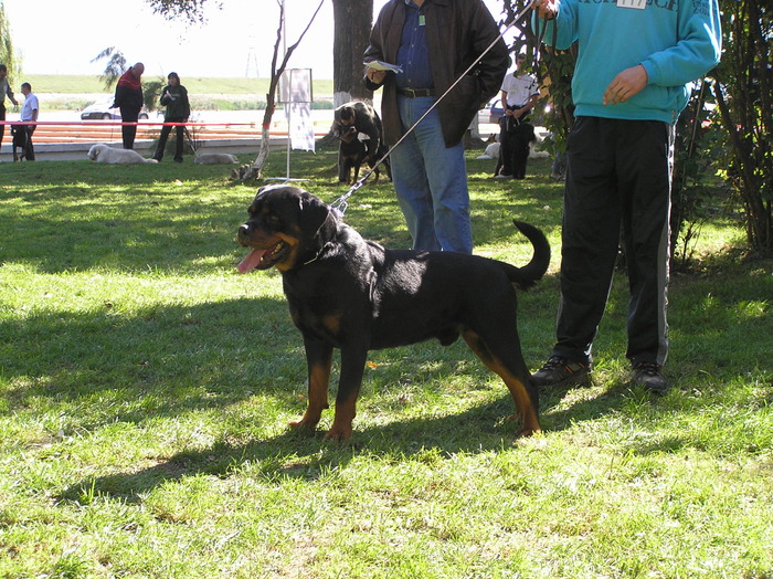 vitan; cac bacau
