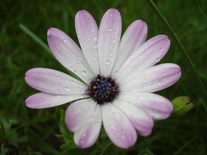 Daisy Ostica Lilac (2010, May 15) - Osteo Ostica Lilac