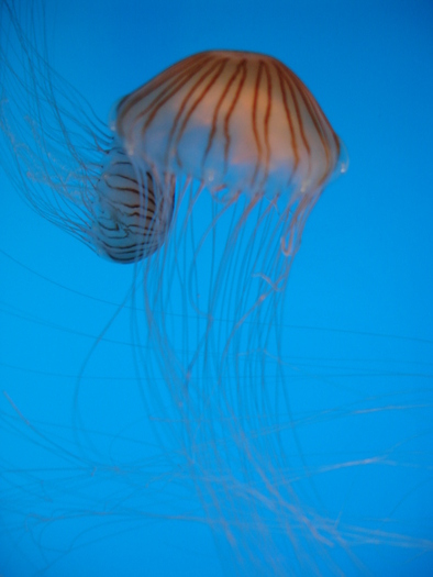 DSC09921 - Jellyfish n fish - 2009