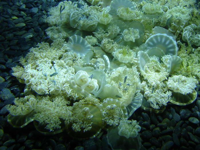 DSC09929 - Jellyfish n fish - 2009