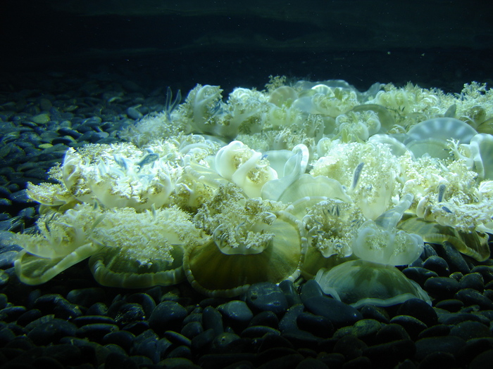 DSC09930 - Jellyfish n fish - 2009