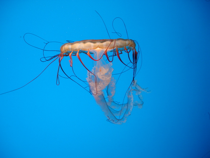 DSC09936 - Jellyfish n fish - 2009
