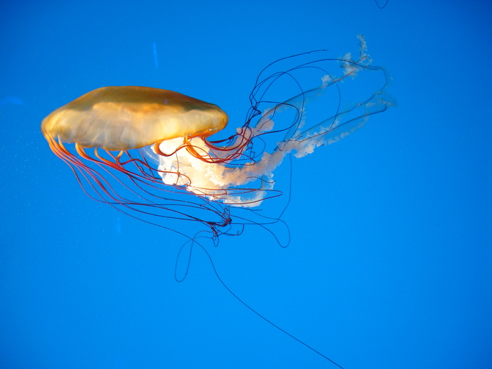 DSC09938 - Jellyfish n fish - 2009
