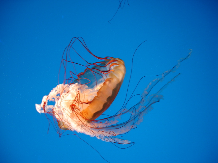 DSC09939 - Jellyfish n fish - 2009