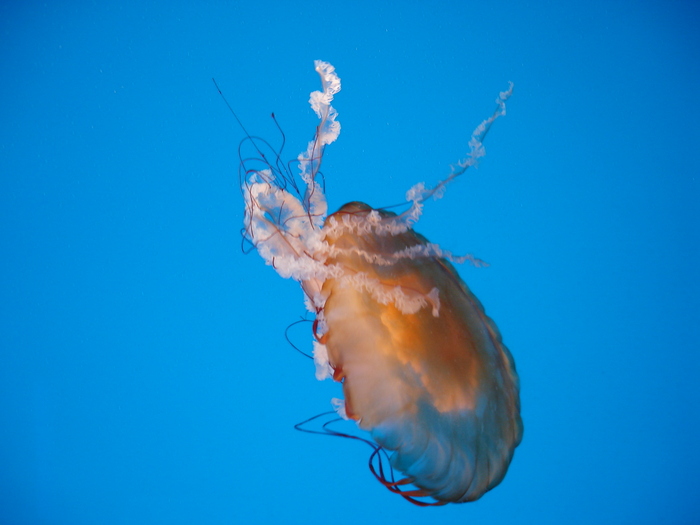 DSC09940 - Jellyfish n fish - 2009