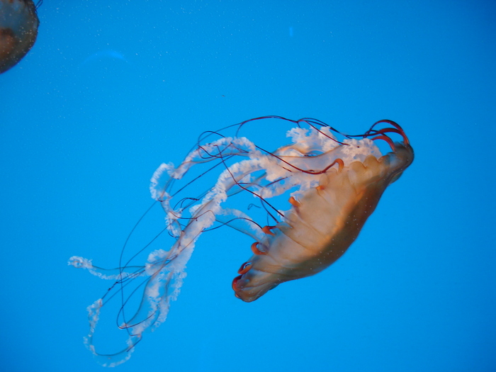DSC09941 - Jellyfish n fish - 2009