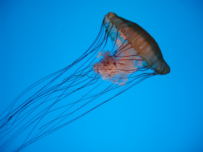 DSC09943 - Jellyfish n fish - 2009