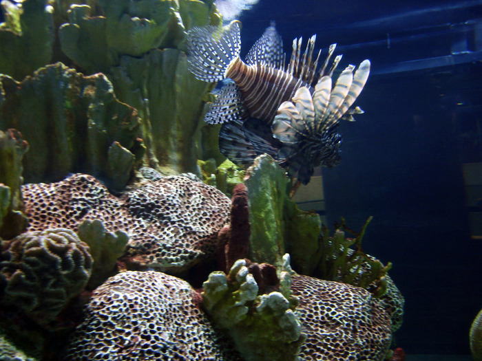 DSC09916 - Jellyfish n fish - 2009