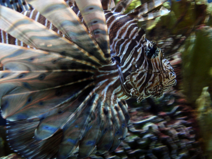 DSC09908 - Jellyfish n fish - 2009