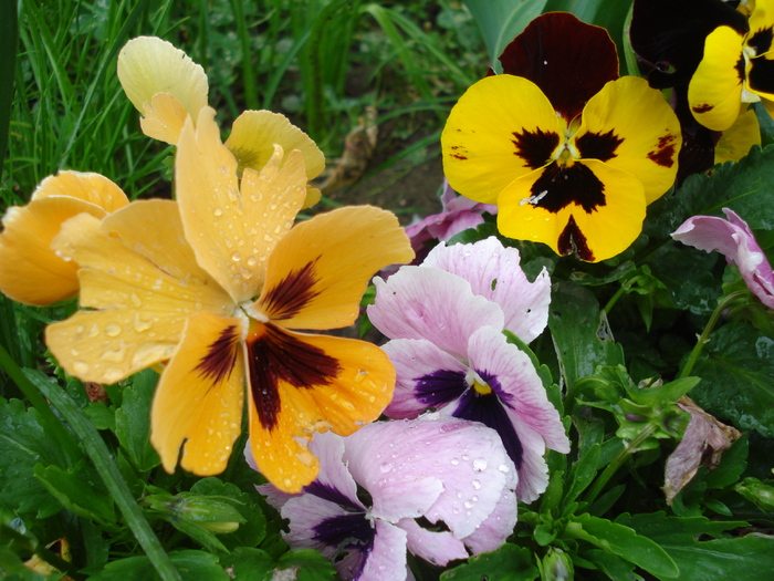 Pansies (2010, May 15) - PANSY_Viola x wittrockiana