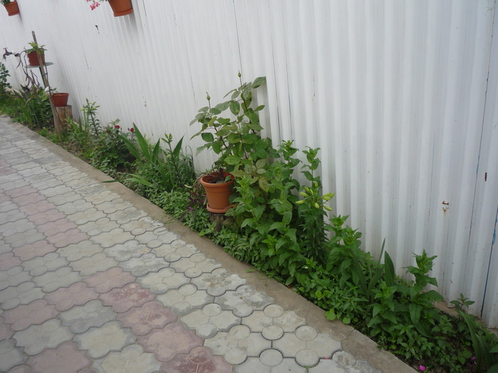 P1030556 - flori gradina 2010