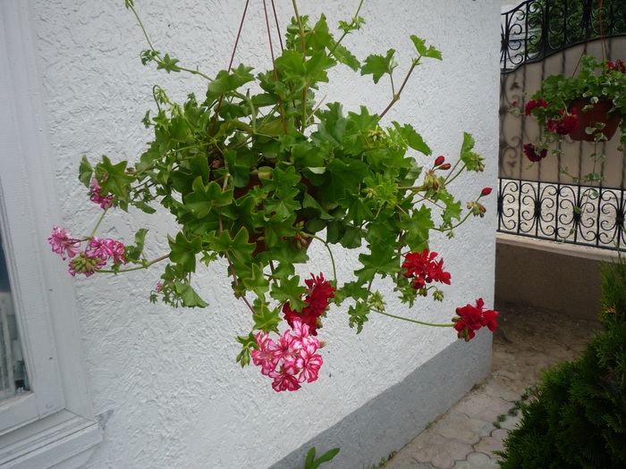 P1030501 - flori gradina 2010