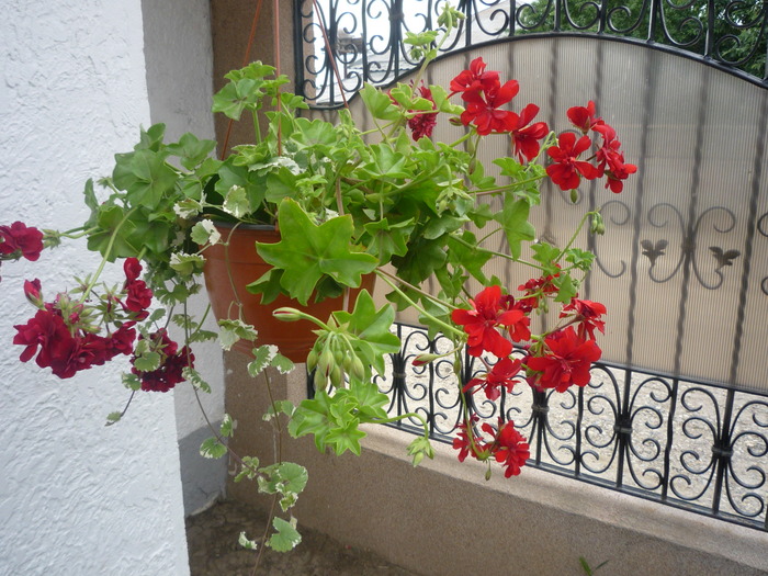 P1030502 - flori gradina 2010