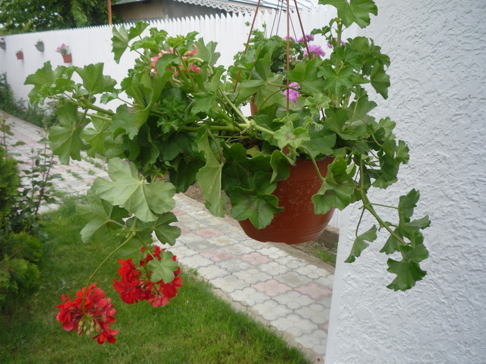 P1030503 - flori gradina 2010