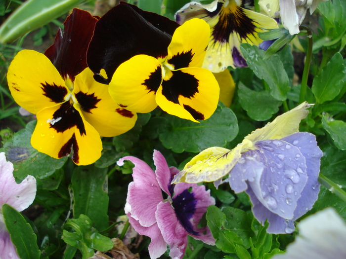 Pansies (2010, May 15)