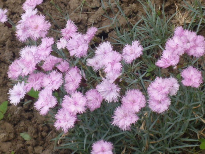 garofite - flori gradina 2010