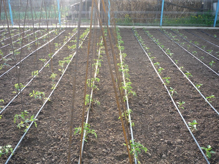 P1030422 - gradina de legume 2010