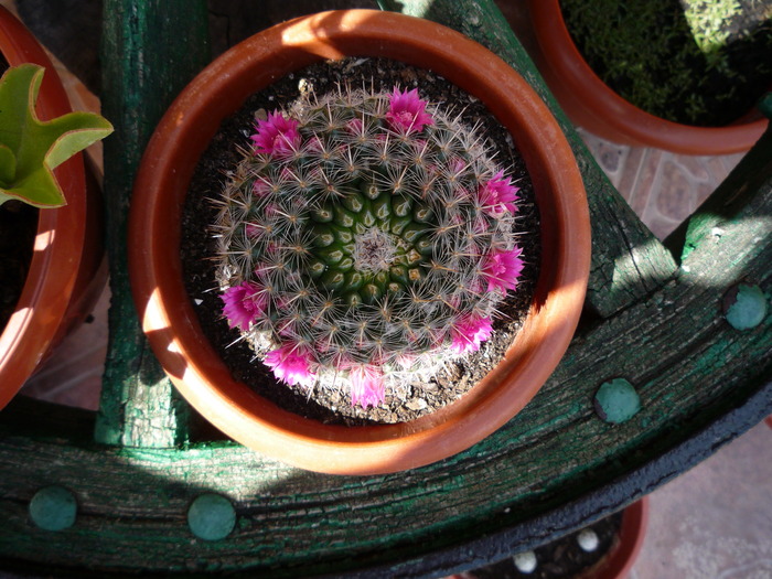 P1030429 - cactusi si suculente