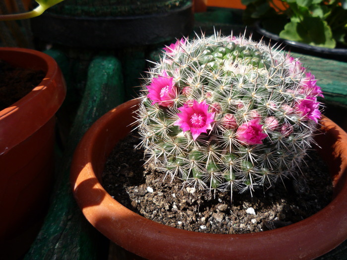 P1030430 - cactusi si suculente
