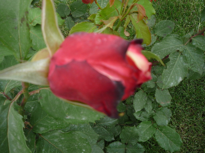 P1030548 - trandafirii in 2010