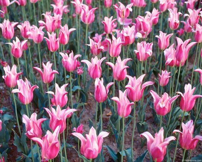pink_tulips9 - poze flori