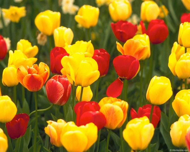 redyellow_tulips - poze flori