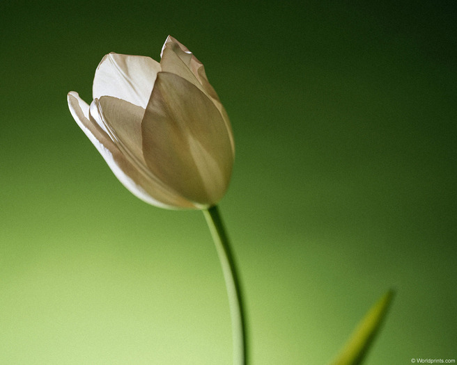 tulip002 - poze flori