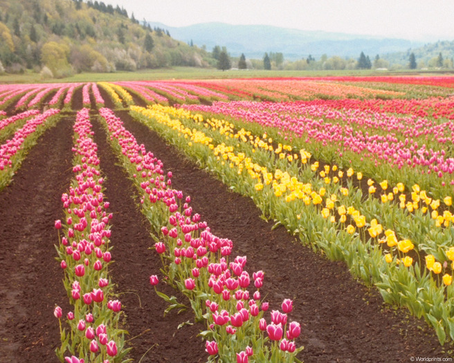 tulip_field - poze flori