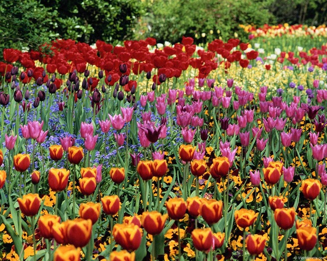 tulips001 - poze flori
