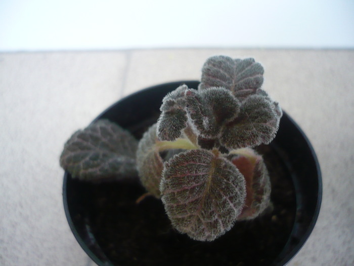 Jim's Red Wine - EPISCIA