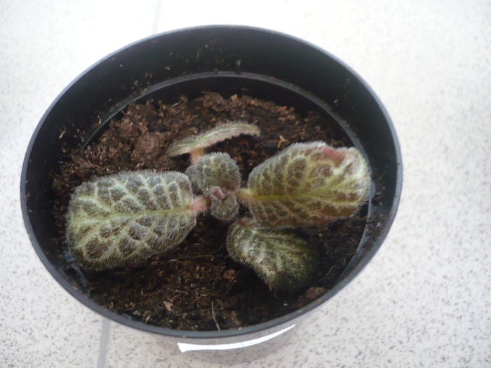 Silver Fog - EPISCIA